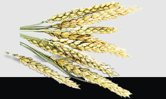 首页|尊龙人生就是博官网入口